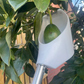 Fruit Picker